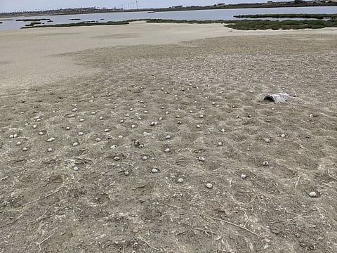 A photo provided by the California Department of Fish and Wildlife shows a portion of about 1,500 elegant tern eggs that were abandoned by their parents after a drone crashed on a nesting island at the Bolsa Chica Ecological Reserve in Huntington Beach, California. The authorities said they were hoping to identify the operator of the drone that crashed the nesting area, leading 2,500 of the birds to flee the Bolsa Chica Ecological Reserve.