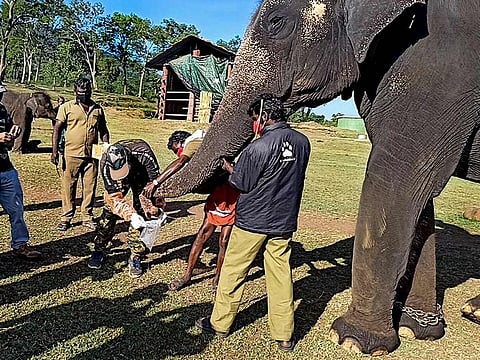 Tamil Nadu Forest Department officials and veterinary doctors collect sample from an elephant for COVID-19 testing, at Mudumalai Tiger Reserve, in Nilgiris district, Tamil Nadu.