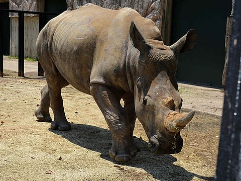 Emma, a white five-year-old female rhino, at Tobu Zoo in Miyashiro, Saitama prefecture.