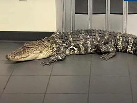 The Florida Fish and Wildlife Conservation Commission considers an alligator a "nuisance" animal if it is 4 feet or longer and deemed a threat to people, pets or property.