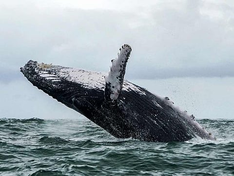 Such data could provide early warning when whales leave foraging grounds due to changing ocean conditions.