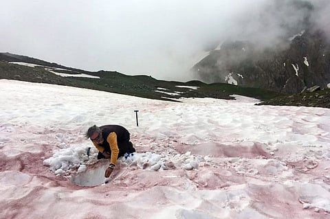 An undated handout photo shows a researcher sampling red-coloured snow in the Alps. Researchers are starting to investigate the species that drive alpine algal blooms to better understand their causes and effects.