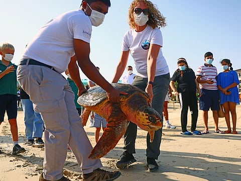 Jumeirah Group’s Dubai Turtle Rehabilitation Project at Burj Al Arab, Jumeirah, releases a turtle into the Arabian Gulf on Wednesday -- World Sea-Turtle Day.