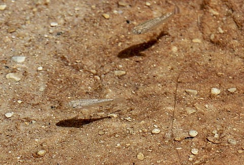 Male and female specimens of the endangered Dead Sea toothcarp (Aphanius dispar richardsoni) swim at Jordan's Fifa Nature Reserve.