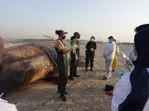Scientists with the Bryde's whale carcass in Dubai.