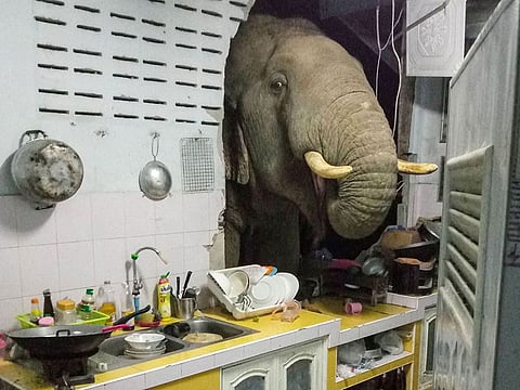 An elephant searching for food in the kitchen of Radchadawan Peungprasopporn's home in Pa La-U, Hua Hin.