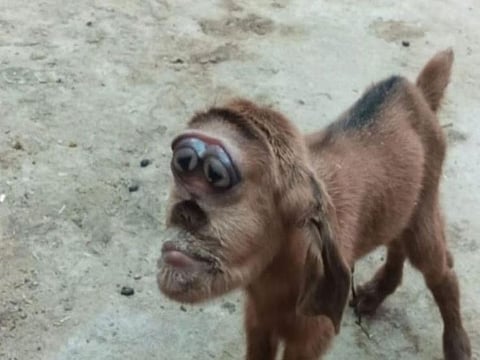 Videos and photos of the goat have gone viral on social media. The owner said he was surprised how a goat he raised gave birth to a "strange creature".