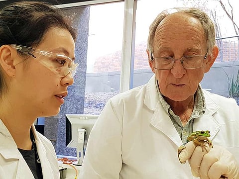 Professor Michael Mahony (right) holds a Green and Golden Bell Frog as PhD candidate and research assistant Rebecca Sceto looks on inside a laboratory at the University of Newcastle, Australia.