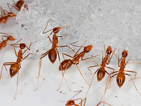Ants may have the edge over dogs and other animals that are time-consuming to train