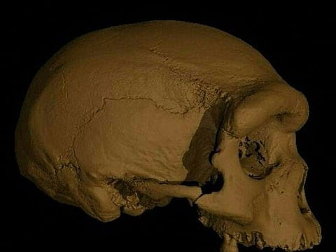 A virtual reconstruction of the Harbin cranium.