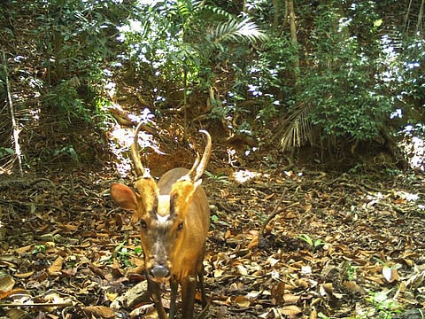 This handout from Cambodia's Ministry of Environment taken with a camera trap on April 11, 2021 and received on June 25, 2021 shows a giant muntjac walking in Virachey National Park in Ratanakiri province