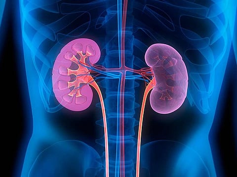 Kidneys are vital for filtering out toxins from our blood