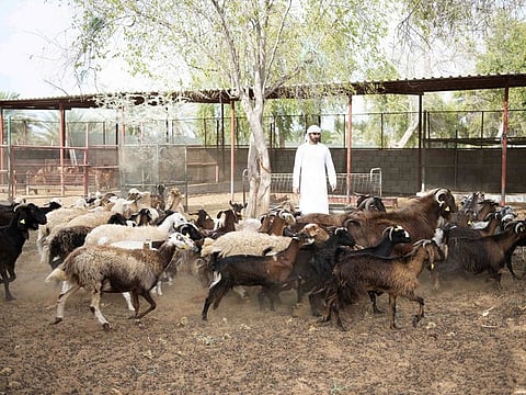 Nearly 3.2 million animals in Abu Dhabi Emirate have been successfully inoculated against livestock diseases.