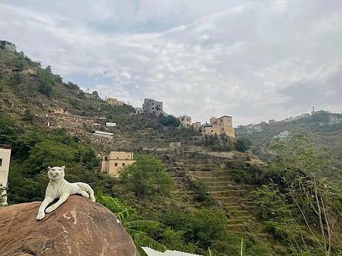 Al Abdali added as the monkeys are smart, he changes the position and location of the tiger toy, creating tiger roar from time to time, so that the monkeys get scared, and do not come close, thinking that it is a real tiger.