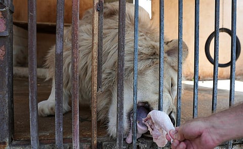 A lion eats a piece of chicken from inside a cage at a zoo in Tyre, Lebanon June 24, 2021.