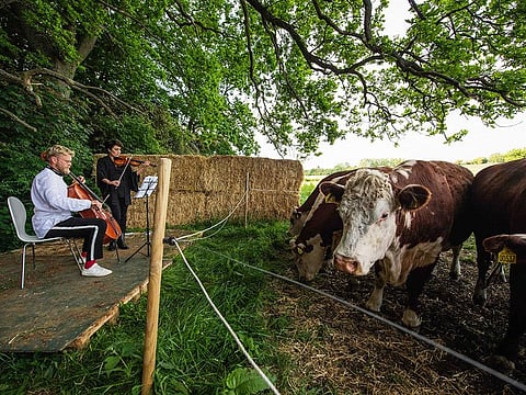 A herd of cows gathers as cellist Jacob Shaw (L) and violinist Roberta Verna (C) play a concert of classical music, in Stevns, Denmark.