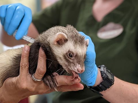 A staff member at the Oakland Zoo giving a ferret an experimental COVID-19 vaccine.