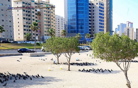 Pigeons take cover under the shade of trees on the seafront of Kuwait City on July 2, 2021, as the country has been recording extremely high temperatures.