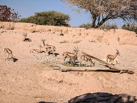 The Arabian gazelle. In Abu Dhabi, the Environment Agency Abu Dhabi (EAD) has led conservation efforts, setting up a network of protected areas.