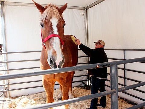 File photo: Jerry Gilbert brushes Big Jake at the Midwest Horse Fair in Madison, Wisconsin.