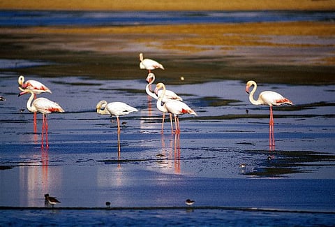 Al Wathba Lake in Abu Dhabi