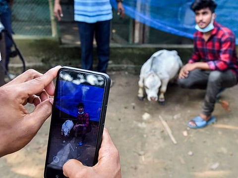 People take pictures with a dwarf cow named Rani, whose owners applied to the Guinness Book of Records claiming it to be the smallest cow in the world, at a cattle farm in Charigram, about 25km from Savar on July 6, 2021.