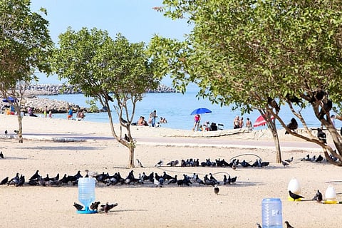 Pigeons take cover under the shade of trees on the seafront of Kuwait City on July 2, 2021, as the country recorded extremely high summer temperatures. Ruling out imposing fees for using the public toilets, the official said that notices will be put up to warning and hold to account “saboteurs” of public utilities.