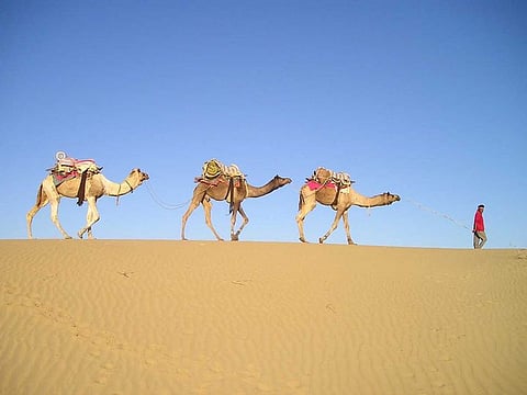 Camels in India's Rajasthan have got a new lease of life during the pandemic.