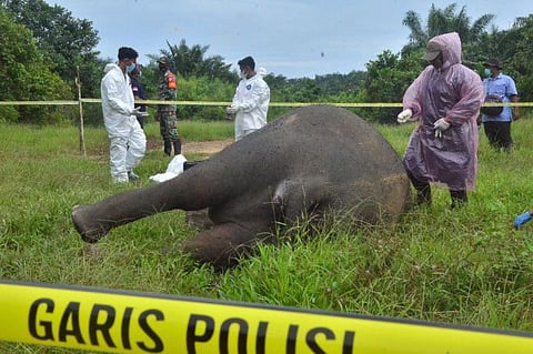 Officials work at the scene where a critically endangered Sumatran elephant was found decapitated with its tusks missing in Banda Alam, East Aceh, on July 12, 2021.