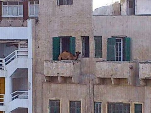 A camel on the balcony of a fifth floor apartment in Cairo, Egypt.