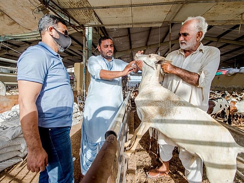 The cattle market at Al Qusais in Dubai, ahead of Eid Al Adha.