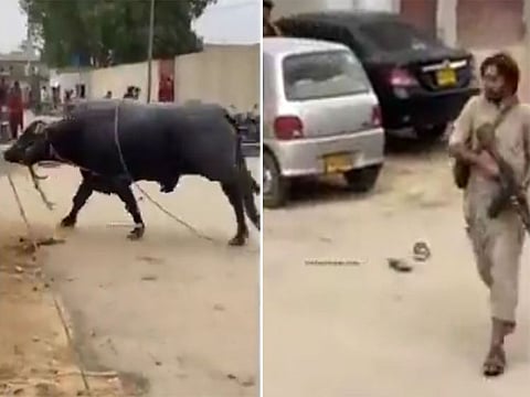 Stills from the viral video.