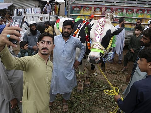 A man takes selfie with a decorated bull while he visits a cattle market to buy animals for on the eve of Eid Al Adha, in Peshawar,.