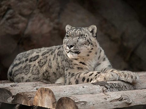 In this Oct. 10. 2019, photo, provided by the San Diego Zoo Wildlife Alliance, Ramil, a male snow leopard, rests at the San Diego Zoo in San Diego. Ramil was tested for the coronavirus after caretakers noticed that he had a cough and runny nose on Thursday, July 22, 2021.