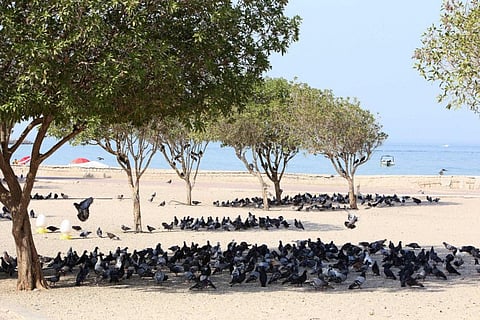 Pigeons take cover under the shade of trees on the seafront of Kuwait City on July 2, 2021, as the country recorded extremely high summer temperatures.