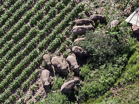 A migrating herd of wild Asian elephants in southwest China's Yunnan province.