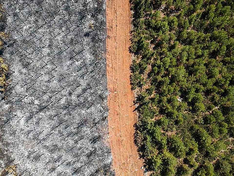 This aerial picture taken on August 7, 2021, shows a track between burnt trees and a forest in Mugla district as Turkey struggles against its deadliest wildfires in decades.