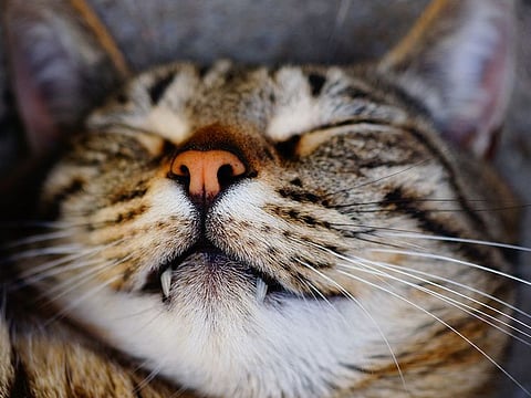 Dubai cats have caught my fancy