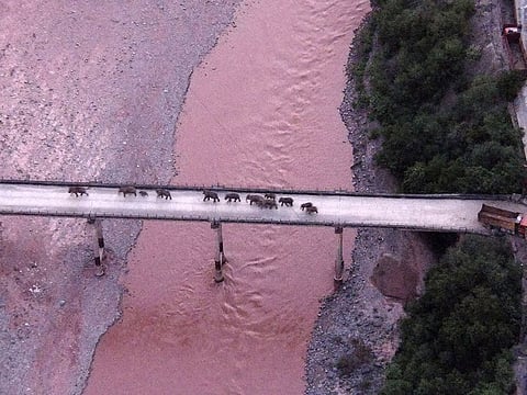 An aerial view shows a herd of wild Asian elephants crossing the Yuanjiang River in Yuanjiang county of Yuxi, Yunnan province, China.