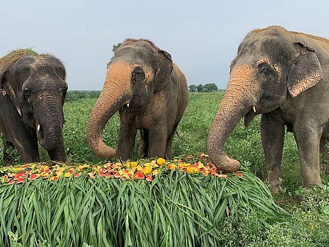 Rescued elephants eat fuits and vegetables at the Wildlife SOS Elephant Conservation and Care Center.