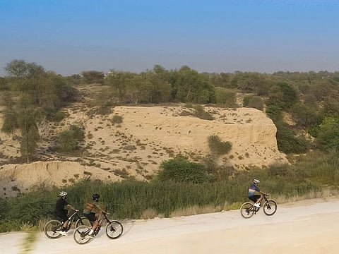 The new track, to be created in phases, will be set amidst the park’s forest of 70,000 trees