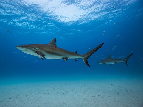 Sharks are regulators of the ocean and vital for their habitats.