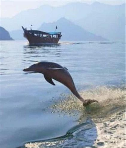 The Musandam region, which is rich in its geographical diversity, flora and fauna, is also considered a safe haven for migratory birds.