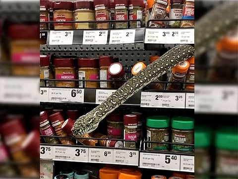 In this image made from video provided by Helaina Alati, a snake protrudes from grocery store spices shelf.