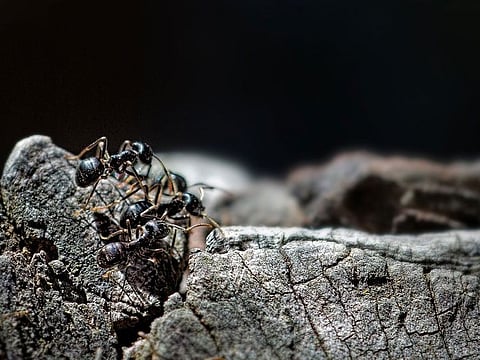 A two-Michelin-star restaurant owner in South Korea admits serving ants on sorbets but prosecutors say the garnish broke food safety laws. Photo for illustrative purposes only
