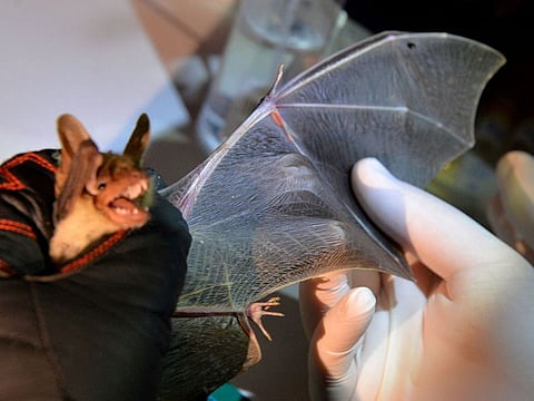 A chiropterologist checks the wing of a greater mouse-eared bat to determine its age, in Noyal-Muzillac.