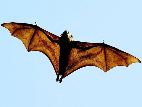 Bats seem to have evolved mechanisms to slow down the ageing process.