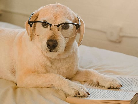 "There has been a long debate on a non-human animal's ability to understand words referentially."