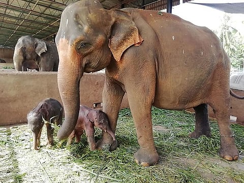 25-year-old elephant Surangi with her twin calves born on August 31, 2021 nearly five hours apart, making the first such birth at the facility set up in 1975 to care for destitute elephants, in Pinnawala.