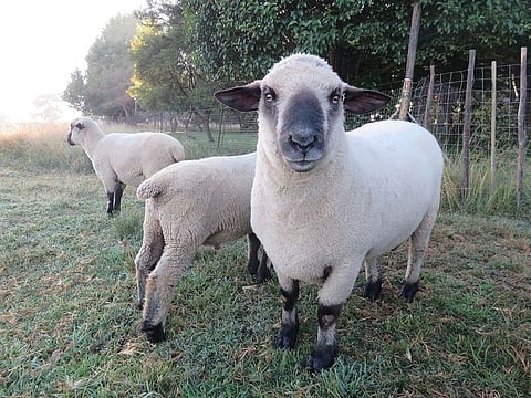 Nearly 100,000 male calves were killed within a few days of their birth in the UK in 2018